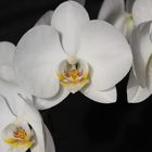 Orchidee I