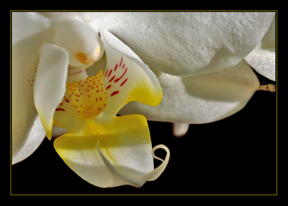 Orchidee I