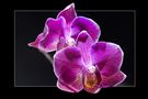 Orchidee I von Jensmens