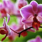 Orchidee I