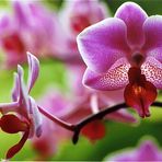 Orchidee I