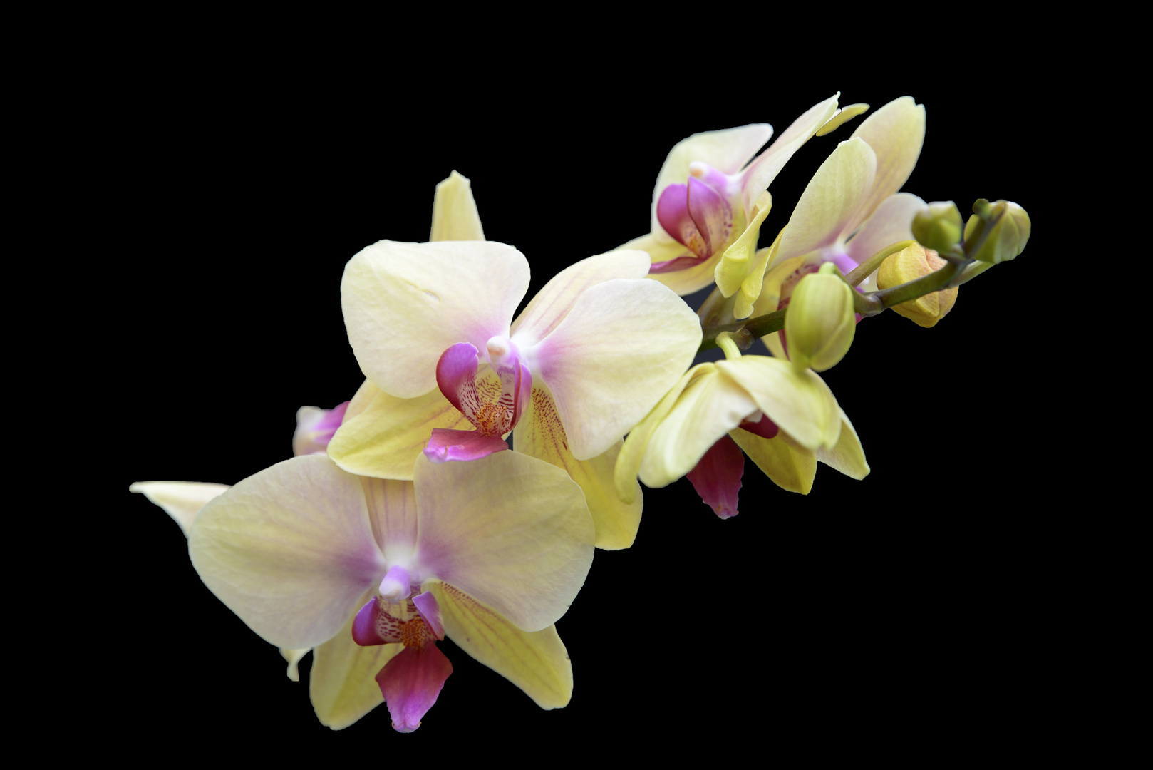 Orchidee I