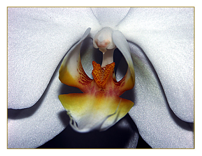 orchidee I
