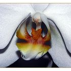 orchidee I