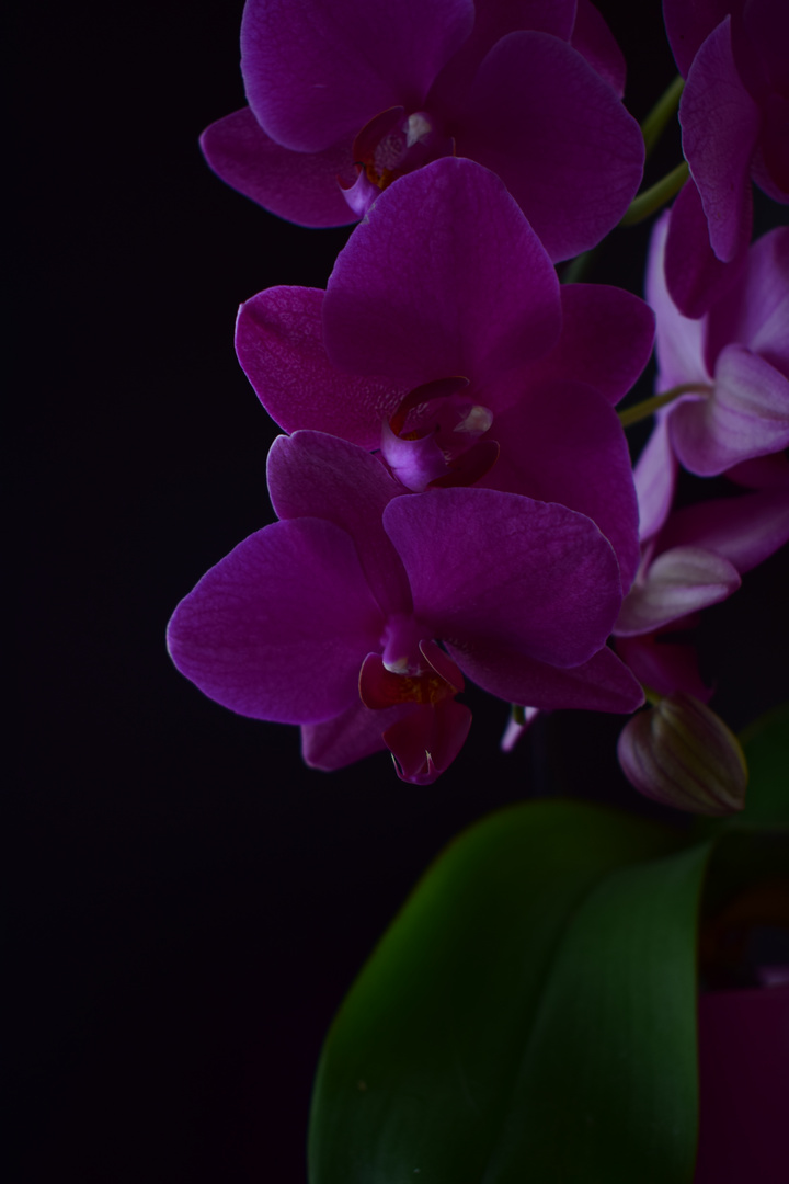 Orchidee I