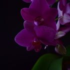 Orchidee I