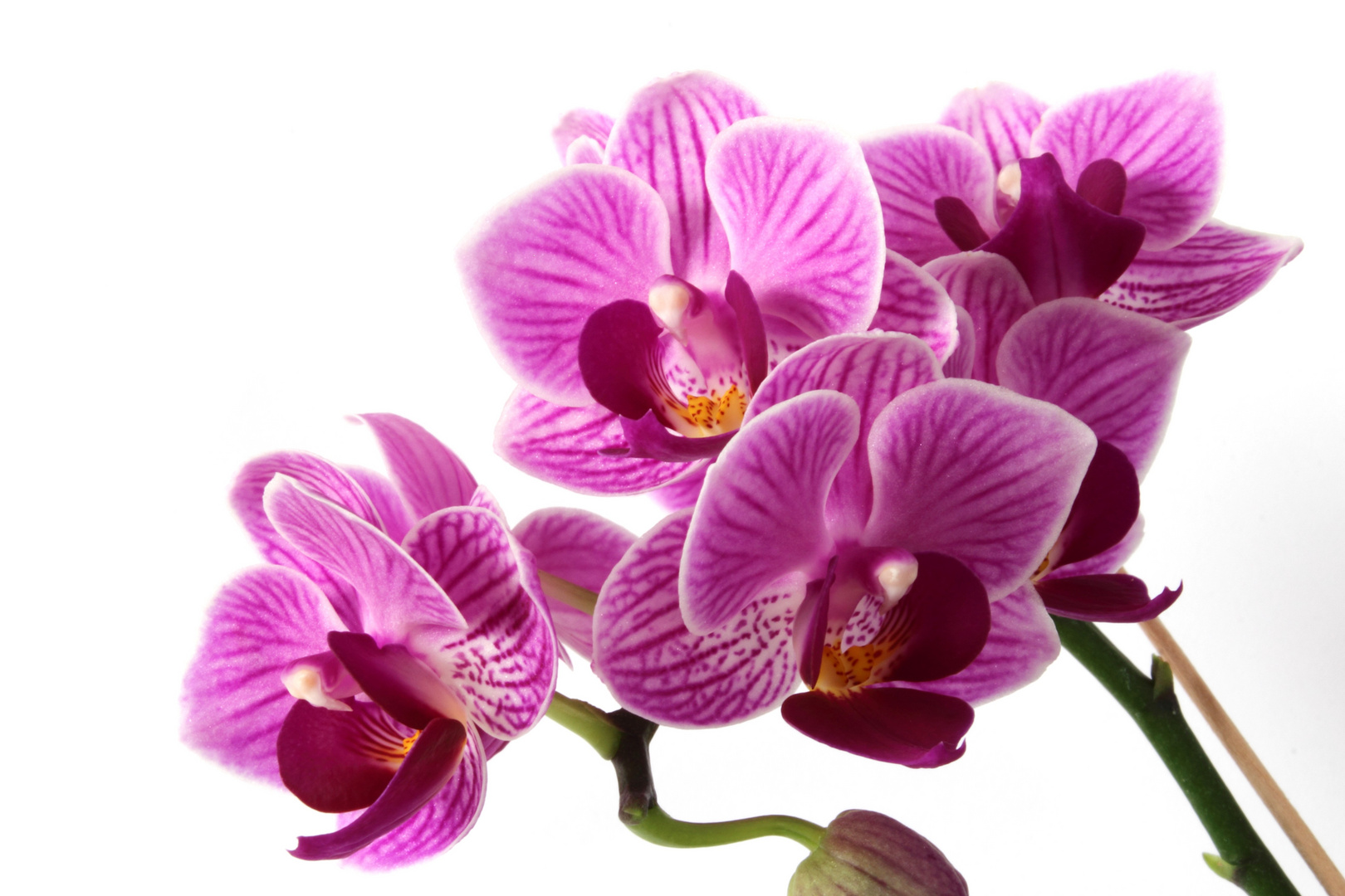 Orchidee I