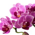 Orchidee I