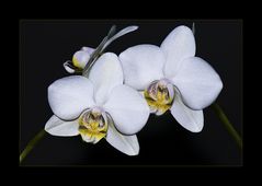 ~ Orchidee I ~