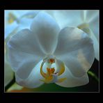 Orchidee I