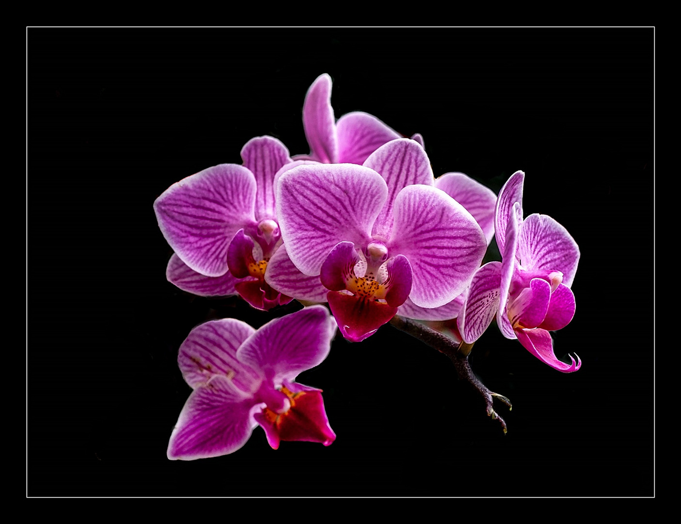 ORCHIDEE I