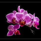 ORCHIDEE I