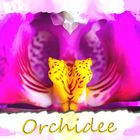 Orchidee - Idee