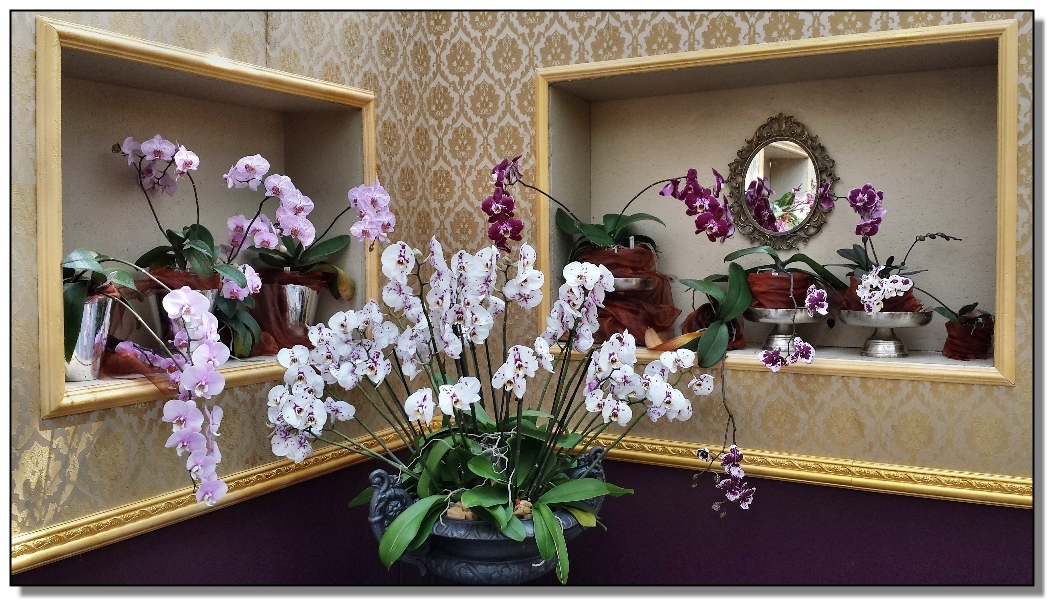 Orchidee-Idee