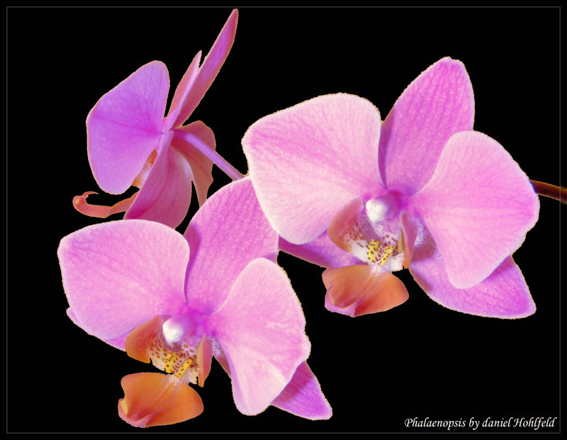 Orchidee II