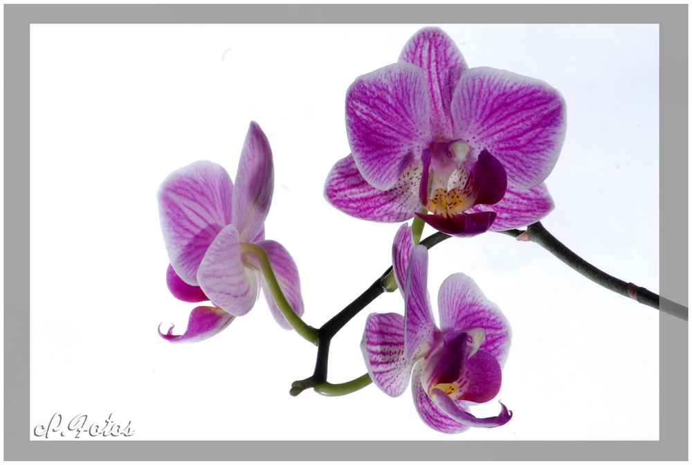 Orchidee II