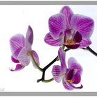 Orchidee II