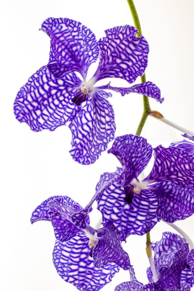 Orchidee II