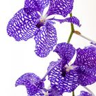 Orchidee II