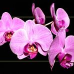 Orchidee II