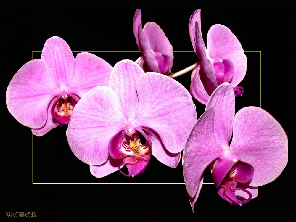 Orchidee II