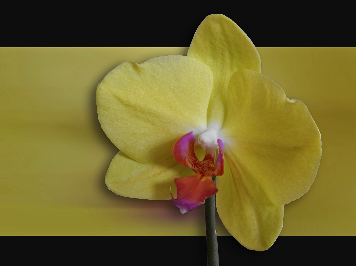 Orchidee II