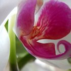 Orchidee II