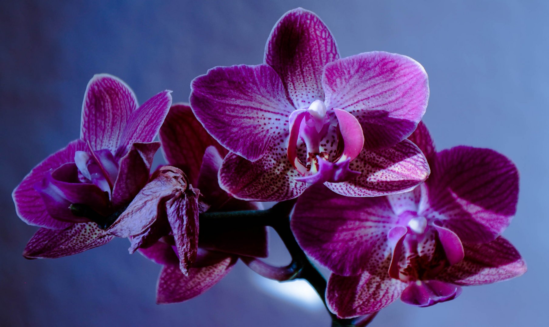 Orchidee II