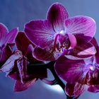 Orchidee II