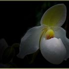 Orchidee II