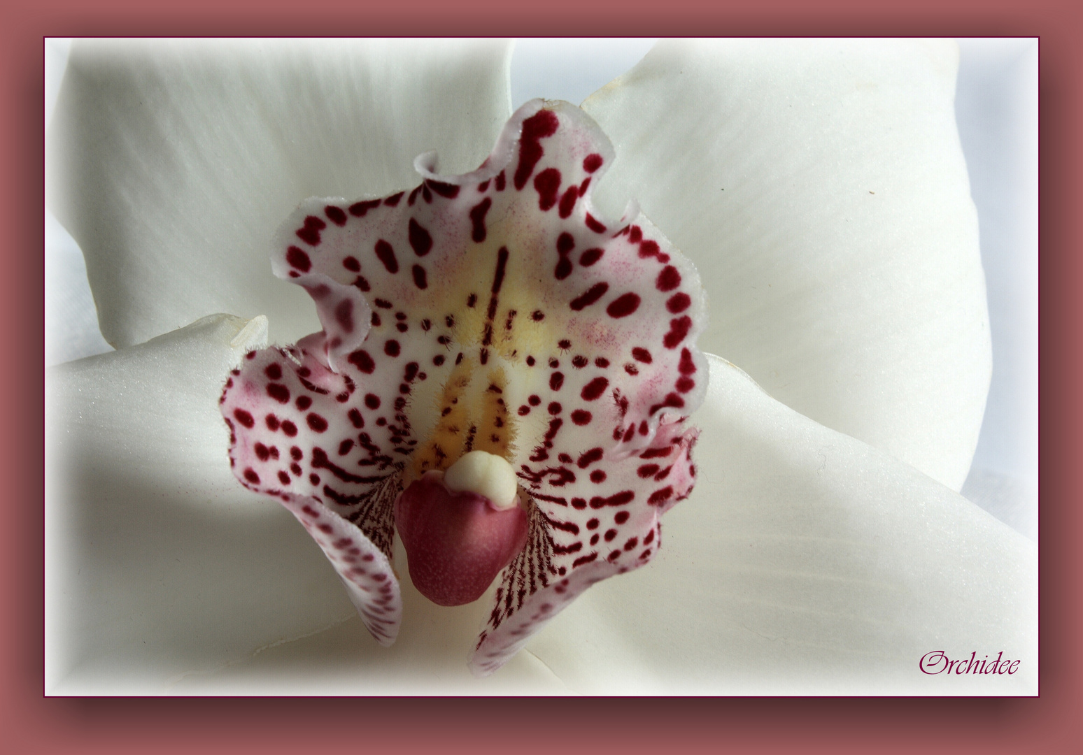 Orchidee II