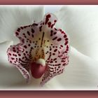 Orchidee II