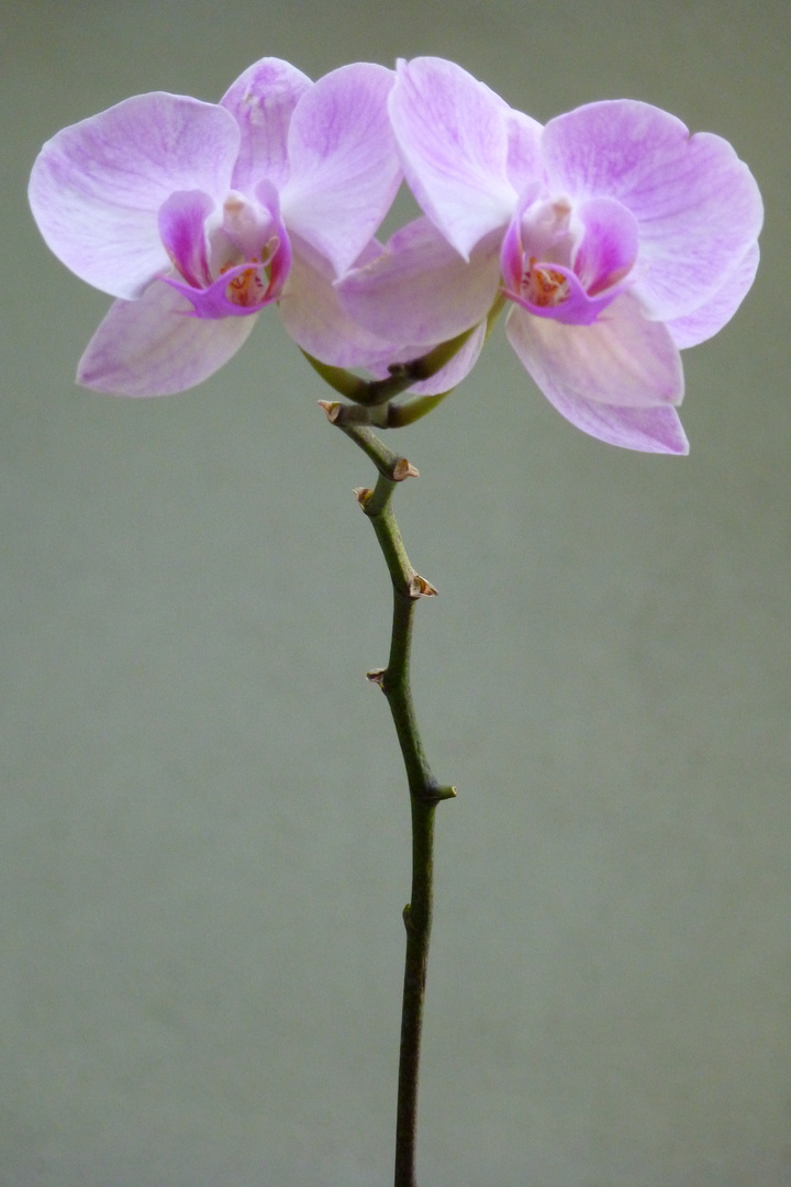 Orchidee (II)