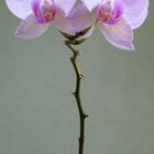 Orchidee (II)