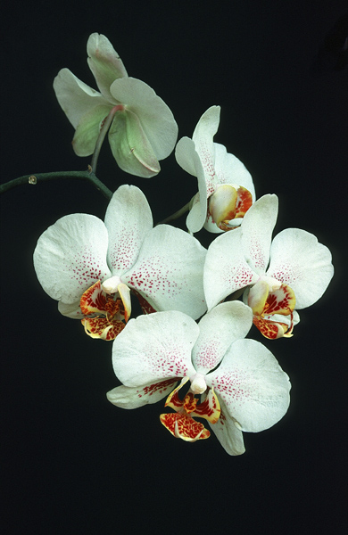 Orchidee II