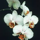 Orchidee II