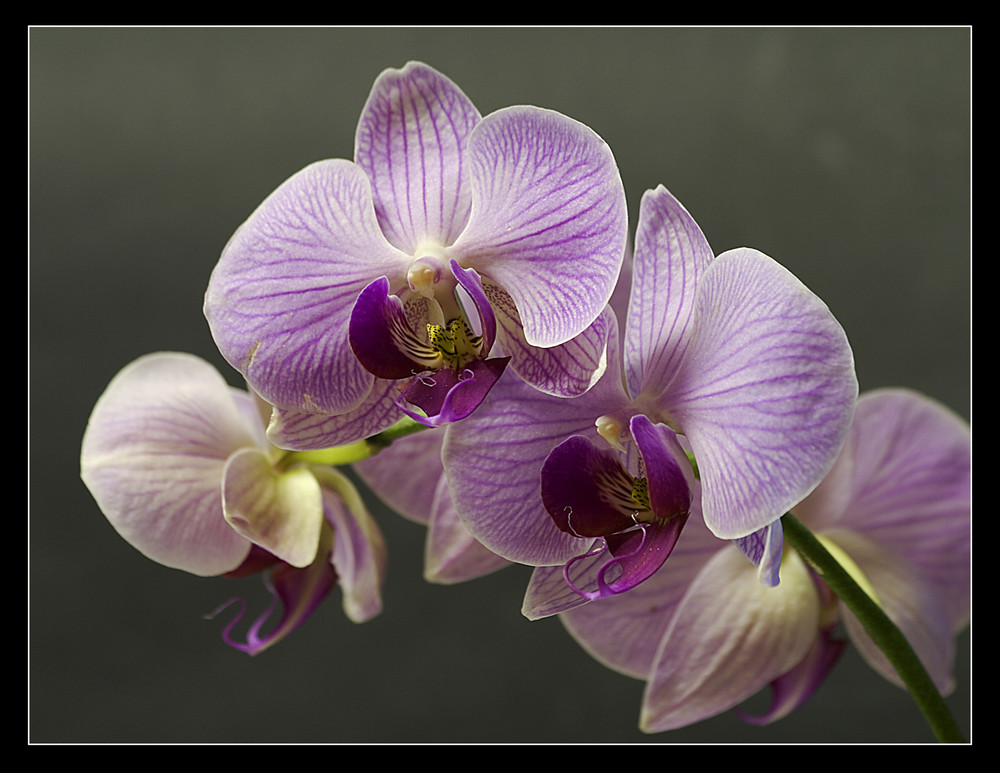 Orchidee II