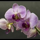 Orchidee II