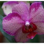 Orchidee II