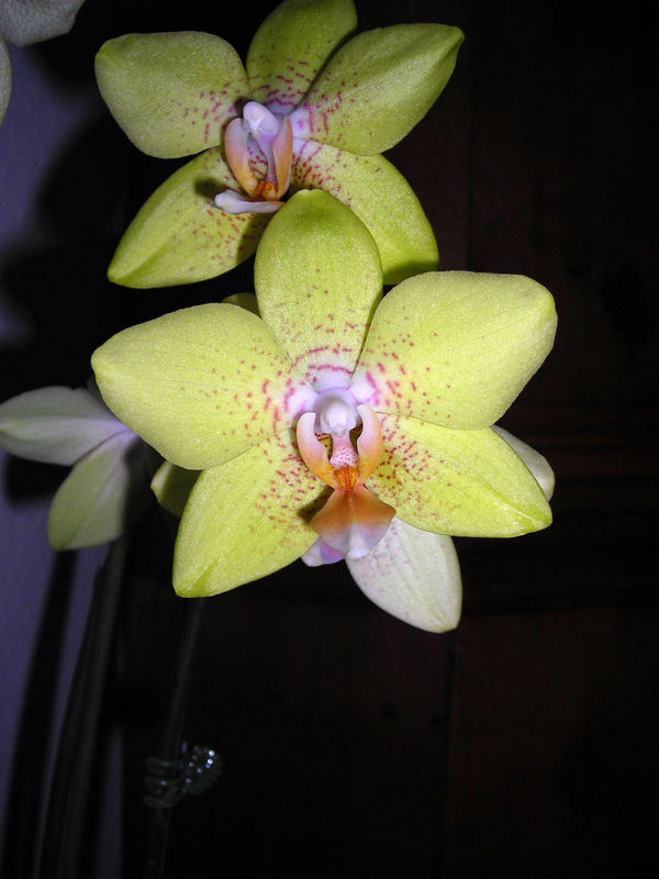 Orchidee II