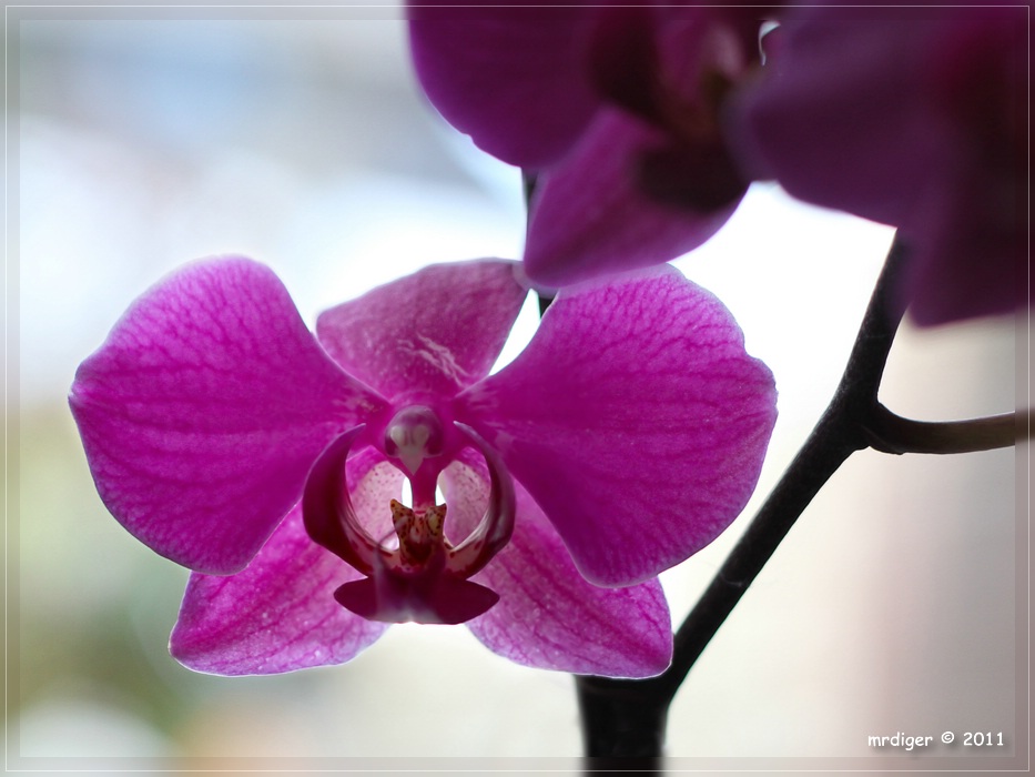 Orchidee II