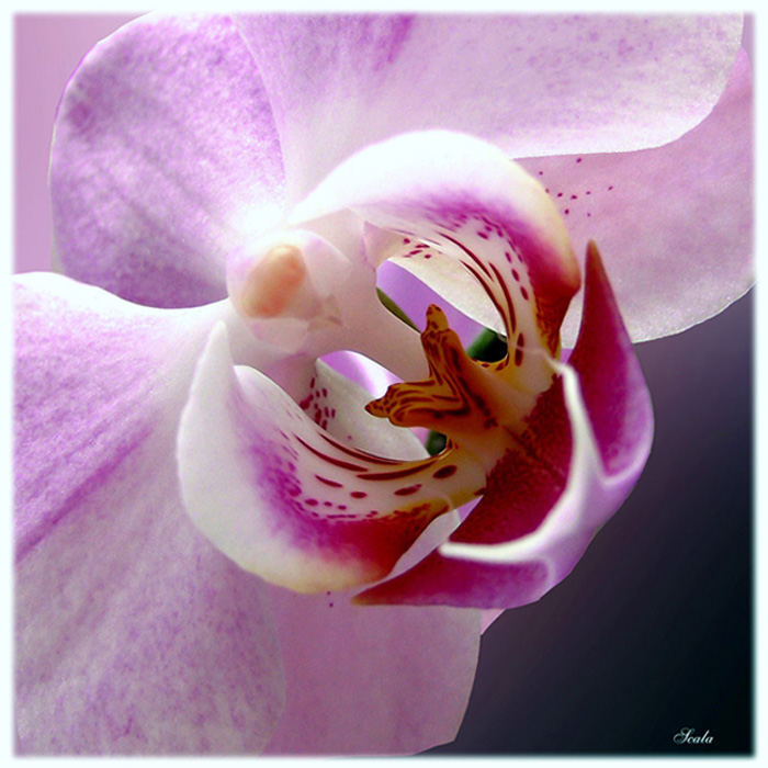 OrchiDee II