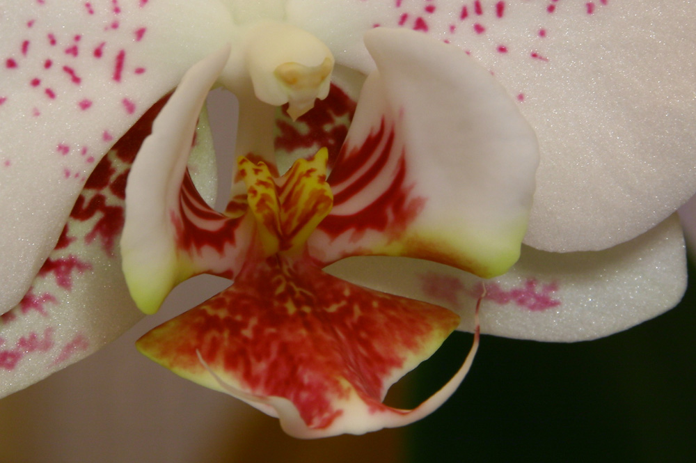 Orchidee II bearbeitet