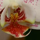 Orchidee II bearbeitet