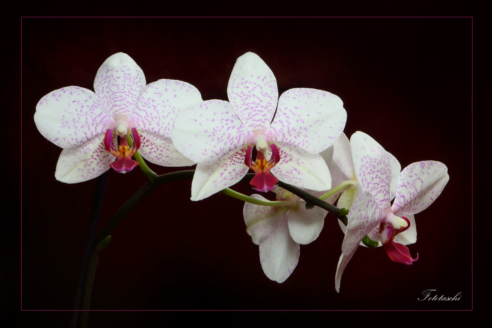 Orchidee II