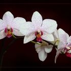 Orchidee II