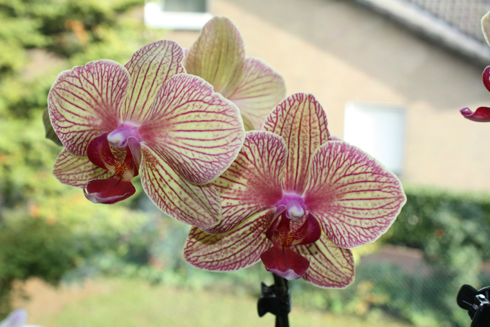 Orchidee II