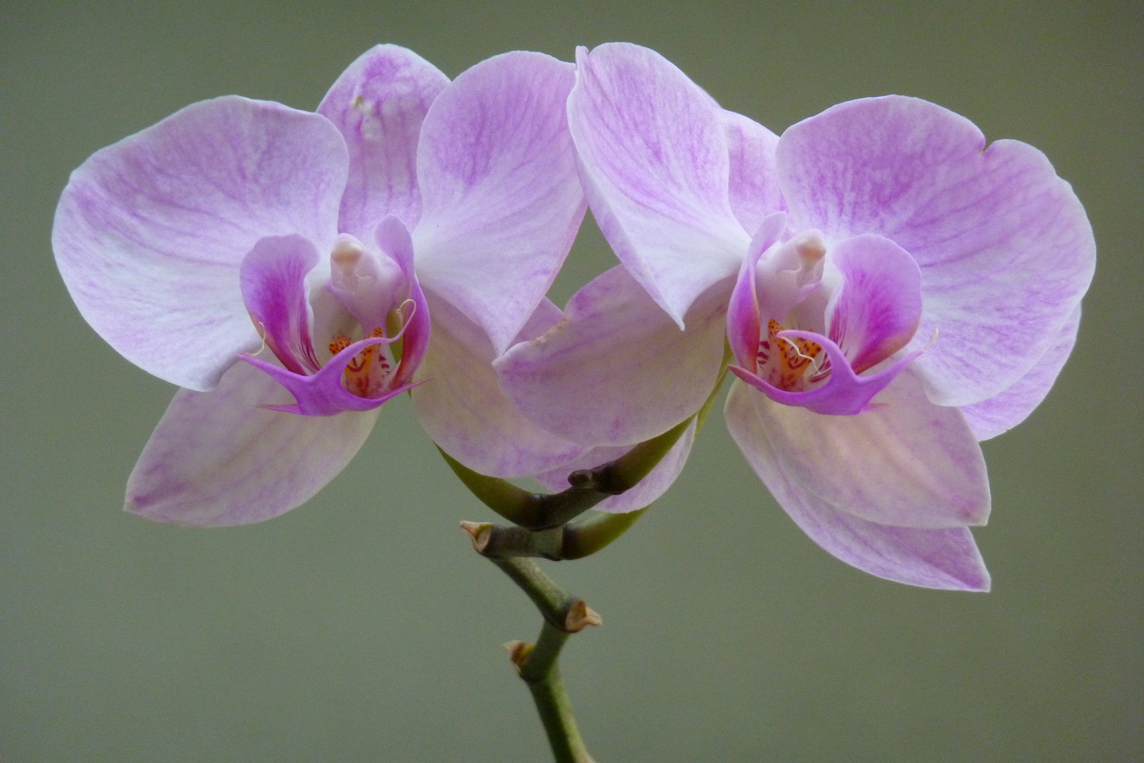 Orchidee (III)