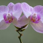 Orchidee (III)