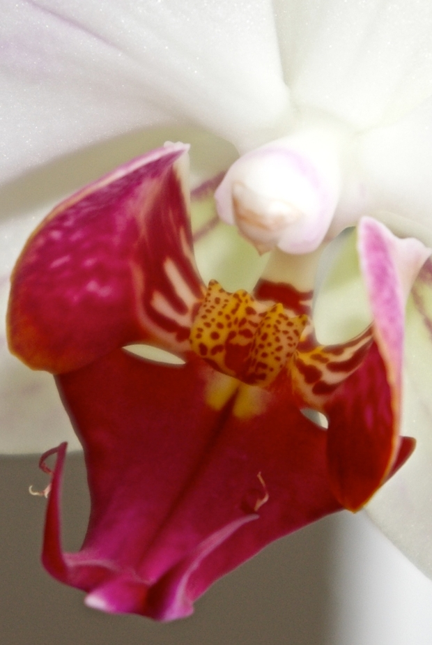 Orchidee III